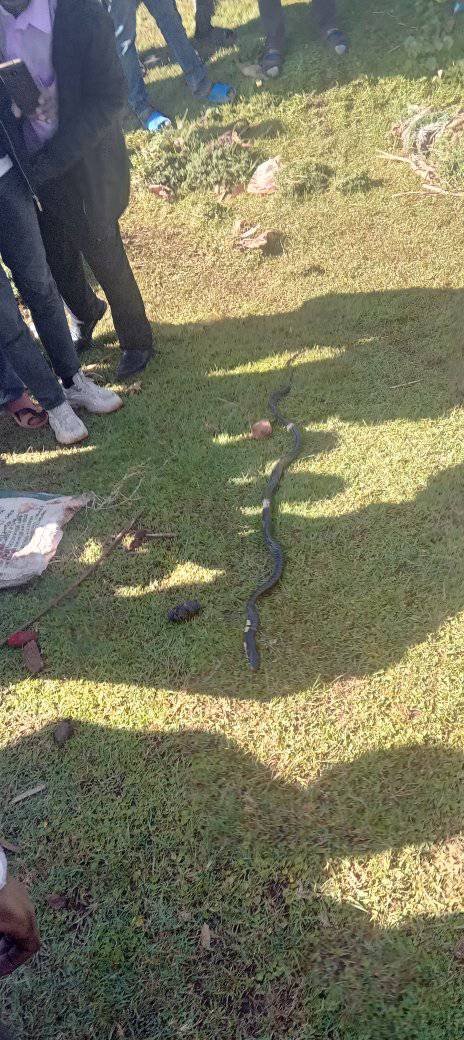 Shocking Incident: Boda Boda Driver Discovers a Snake in a Parcel