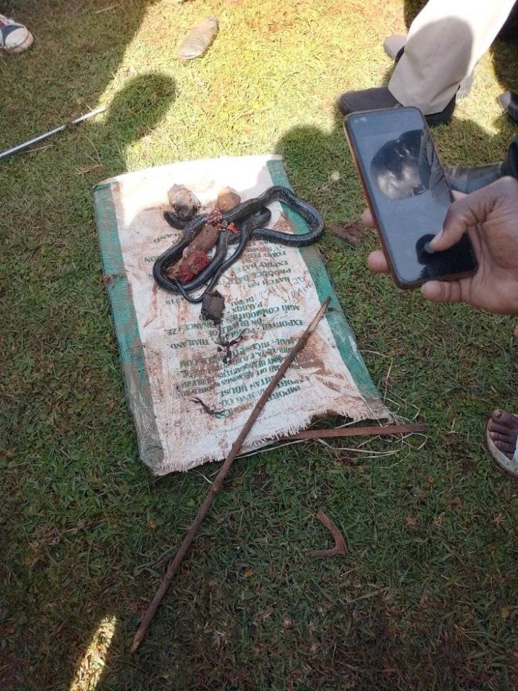 Shocking Incident: Boda Boda Driver Discovers a Snake in a Parcel